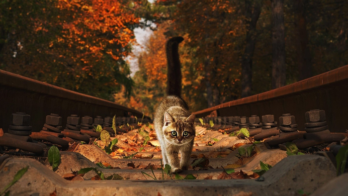 秋天秋日树落叶猫咪高清背景