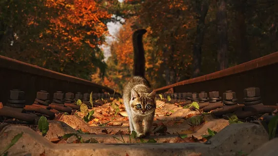秋天秋日树落叶猫咪高清背景 秋天秋日树落叶猫咪高清背景