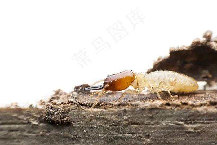 白蚁蚂蚁昆虫动物素材