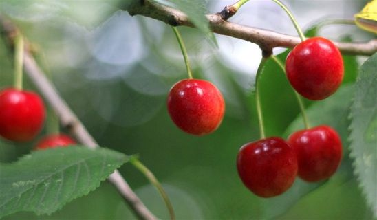 果园里的小樱桃水果图片
