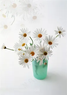 菊花高清图片无框画素材