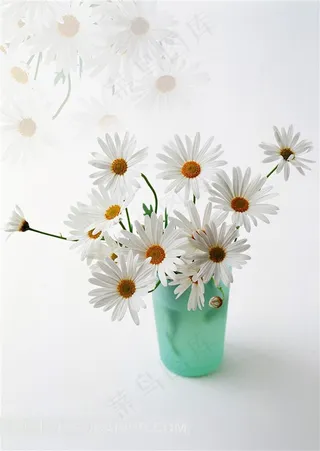 菊花高清图片无框画素材