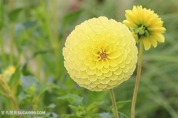 高清唯美黄色大丽花图片