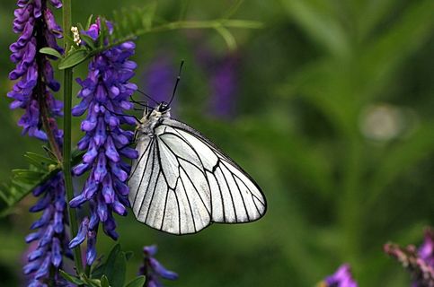 绿色背景中落在紫色花上的蝴蝶 绿色背景中落在紫色花上的蝴蝶