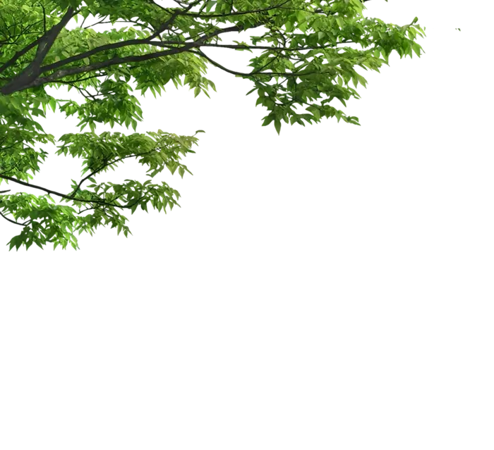 树木树枝树叶免扣素材