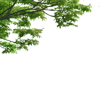 树木树枝树叶免扣素材