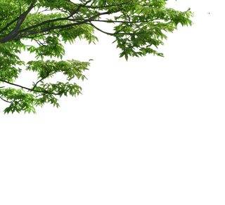 树木树枝树叶免扣素材
