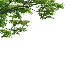 树木树枝树叶免扣素材