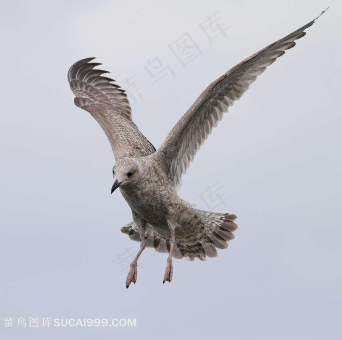 野生老鹰图片