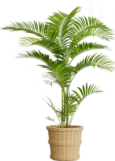 树木树枝树叶免扣素材