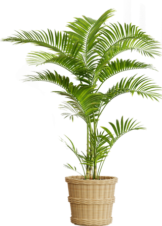 树木树枝树叶免扣素材