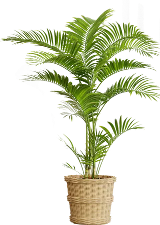 树木树枝树叶免扣素材