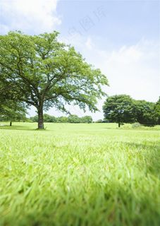 草地与大树自然风景图片