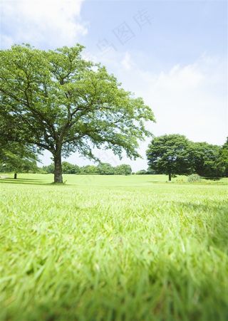 草地与大树自然风景图片