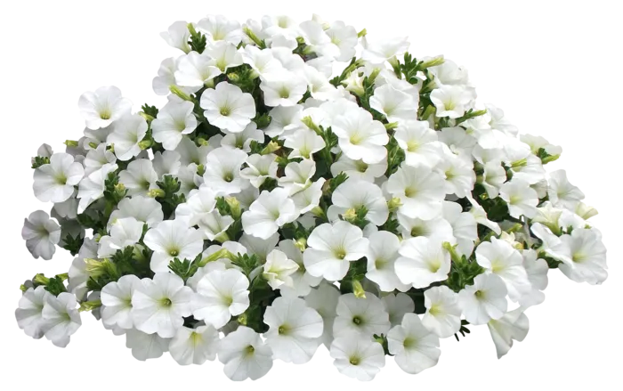 高清树木素材 免抠PSD植物素材 美术绘画园林贴图 树草灌木花草