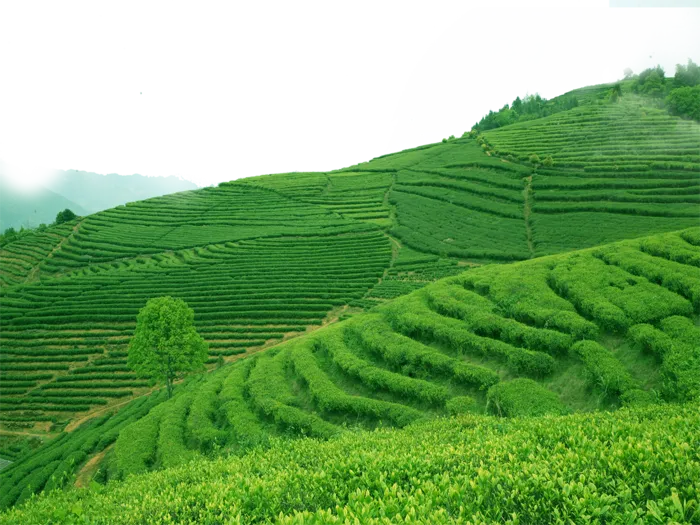 现代农业茶山