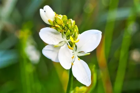 春天的花朵鲜花图片 春天的花朵鲜花图片