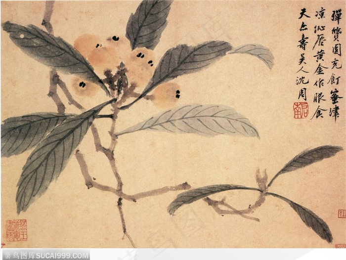 花鸟篇-枇杷