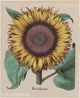 大型向日葵手绘装饰画