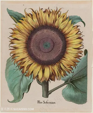 大型向日葵手绘装饰画