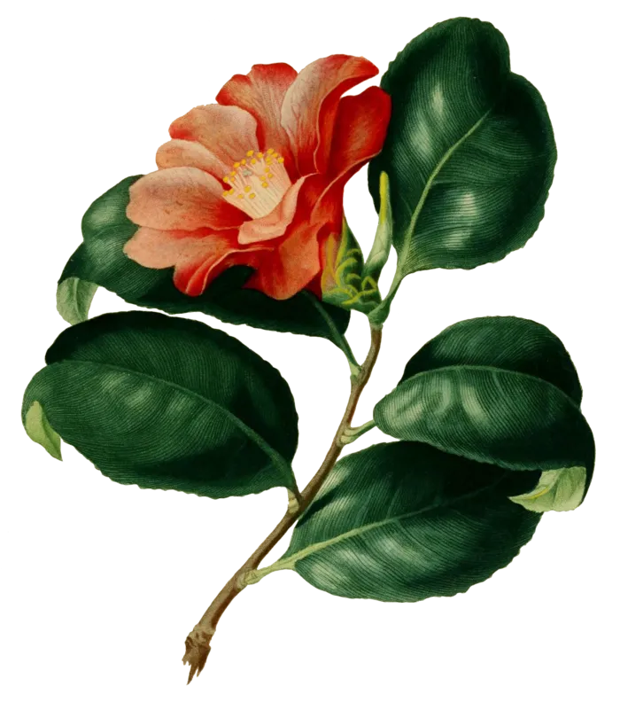 复古手绘植物花卉插画 免抠