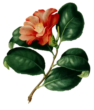 复古手绘植物花卉插画 免抠