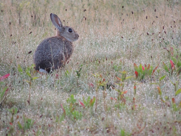 灰色的野兔图片