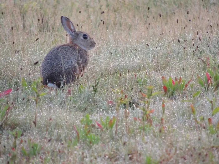 灰色的野兔图片