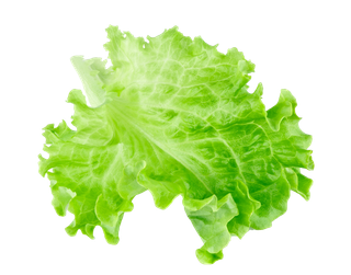 生菜 (2)超市商品白底图免抠实物摄影png格式图片透明底