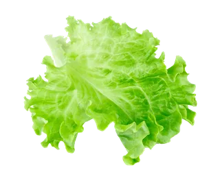 生菜 (2)超市商品白底图免抠实物摄影png格式图片透明底