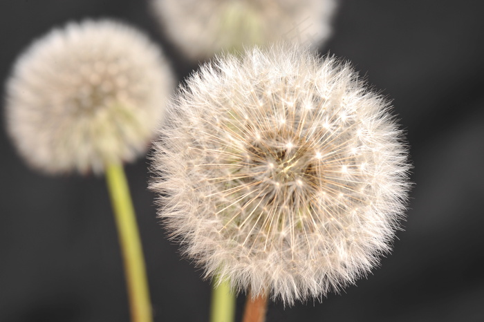 三株蒲公英图片