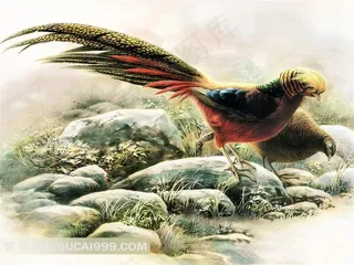 手绘精美锦鸡插画艺术