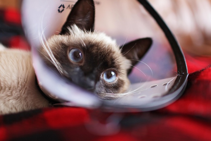 可爱猫咪猫猫摄影素材