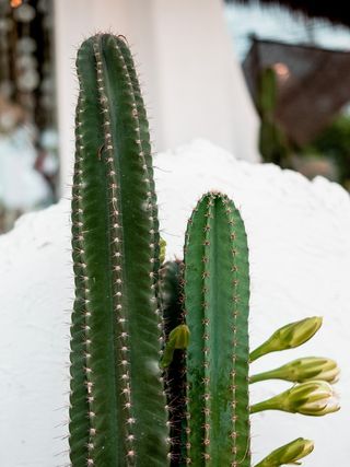 绿色仙人掌仙人球摄影素材