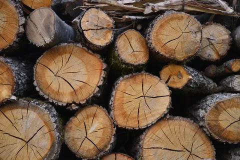 砍伐木材堆叠图片 砍伐木材堆叠图片