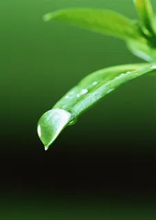 绿色叶子一滴水jpg素材 绿色叶子一滴水jpg素材
