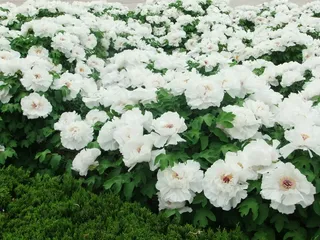 牡丹花摄影桌面背景图片