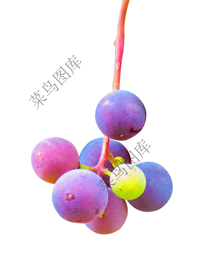 葡萄高清图psd模版下载
