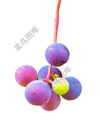 葡萄高清图