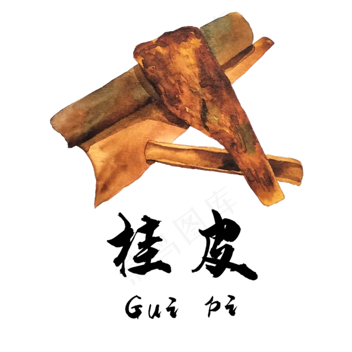 手绘草本中药药材桂皮