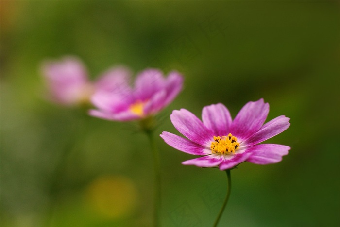 唯美小花鲜花图片