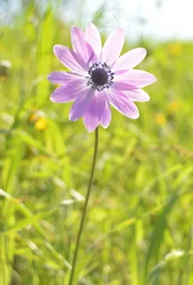 紫色银莲花图片 紫色银莲花图片