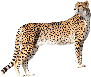 金钱豹动物野生动物