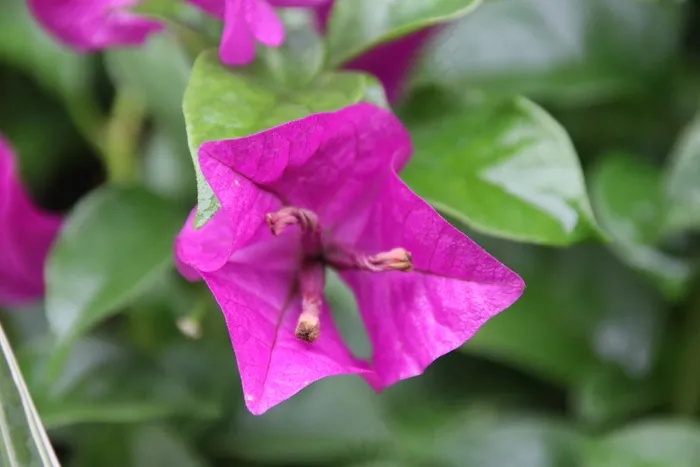 高清花卉图片