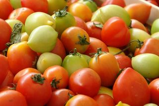 转基因小番茄图片