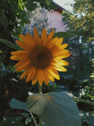 黄色向日葵摄影素材