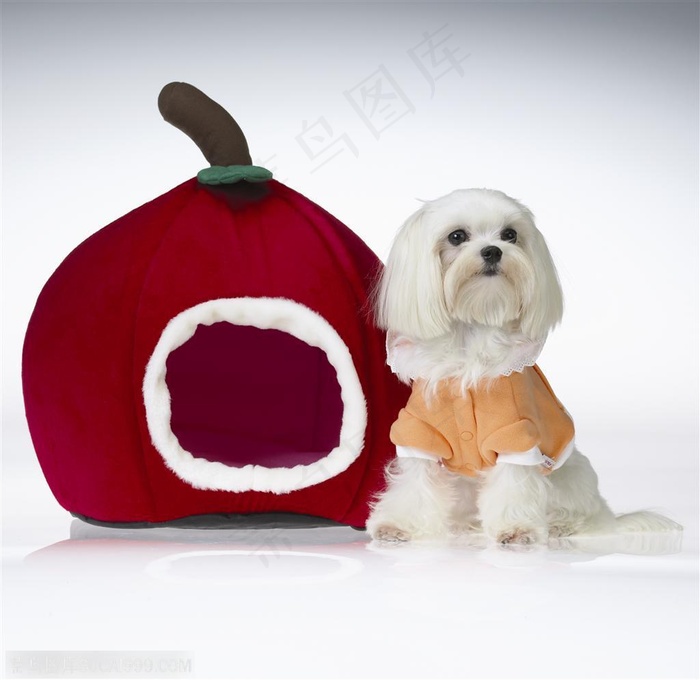 迷你犬-站在玩具边的梗犬