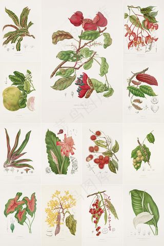 40张古书手绘花卉水果插画集合
