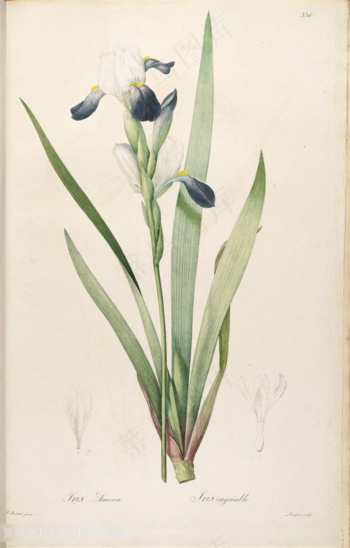 雷杜德原版高清兰花唯美花束图谱素材