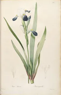 雷杜德原版高清兰花唯美花束图谱素材